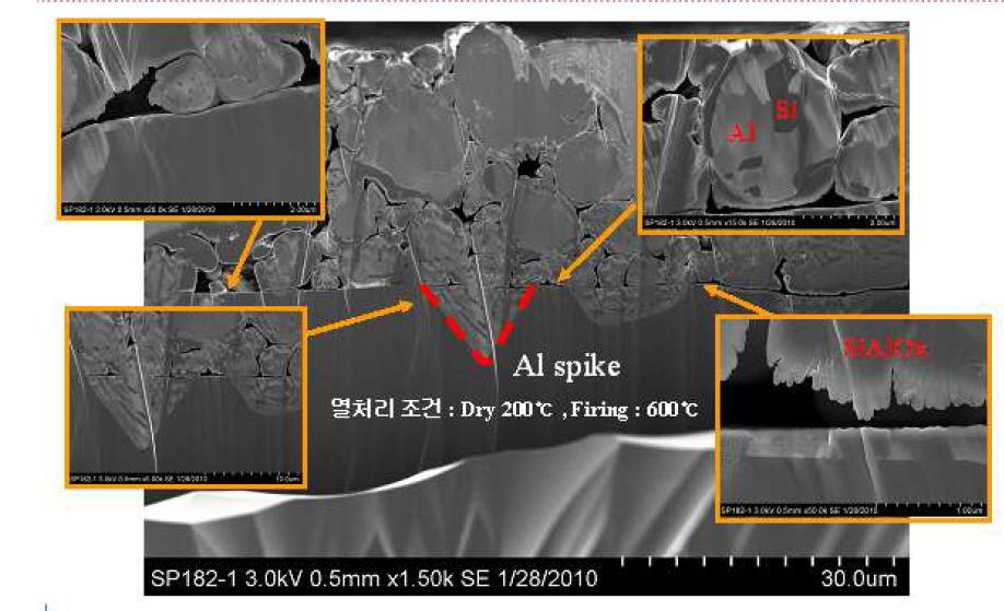 Al paste로 도포된 Si 후면전극 계면의 SEM 사진