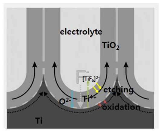 Ti anodization in presence of fluoride[27].