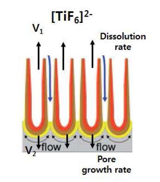 Steady state growth situation characterized by equal rates of TiO2 dissolution(V1) and formation(V2)[27].