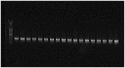 메탄생성균 Touchdown PCR 확인 (1% agarose gel 전기영동 사진)