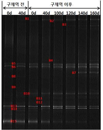 실증 설비에서의 산생성균 DGGE 분석 결과 (Bacteria)