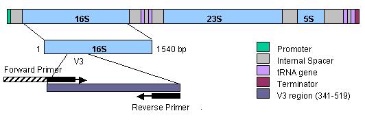 미생물의 ribosomal RNA operon 구조