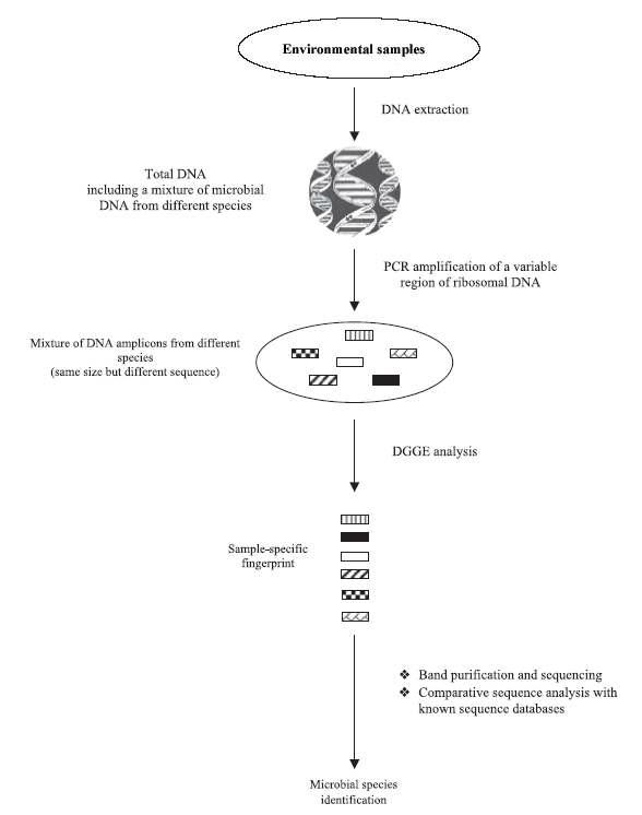 PCR-DGGE 방법을 이용하여 미생물의 군집 구조를 확인하는 절차
