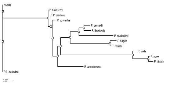 젓갈로부터 분리한 Pseudomonas fluorecens KS408의 16S rDNA 염기서열을 이용한 계통수