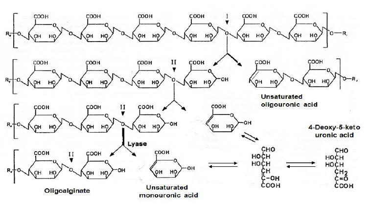 Alginate lyase에 의하여 생성된 alginate 분해물의 구조예측