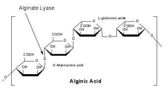 Alginate lyase Specificity