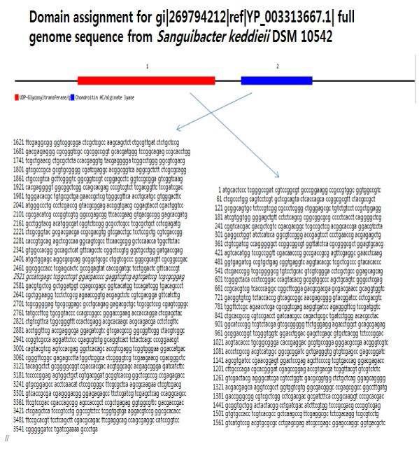 Sanguibacter유전체의 alginate lyase 효소 유전자 예측 결과