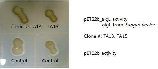 pET22b+를 이용한 alginate lyase 유전자 cloning