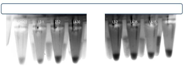 Cetylpyridinium chloride와 반응후 침전된 미 반응 알긴산, 침전물 밀도차에 의하여 Smix22 유전자가 삽입된 대장균이 가장 빠른 분해 속도를 보임을 확인할 수 있다. 27은 blank vector가 삽입된 E.coli BL21DE3이다