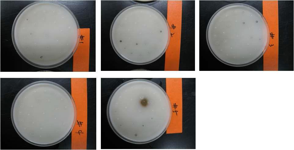 1st round 점돌연변이를 마친후 알긴산 도포 LB/Agar plate에 분포한 클론들의 활성