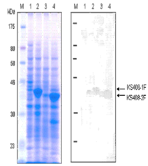 발현시킨 재조합 alginate lyase lyase의 SDS-PAGE 및 면역검색