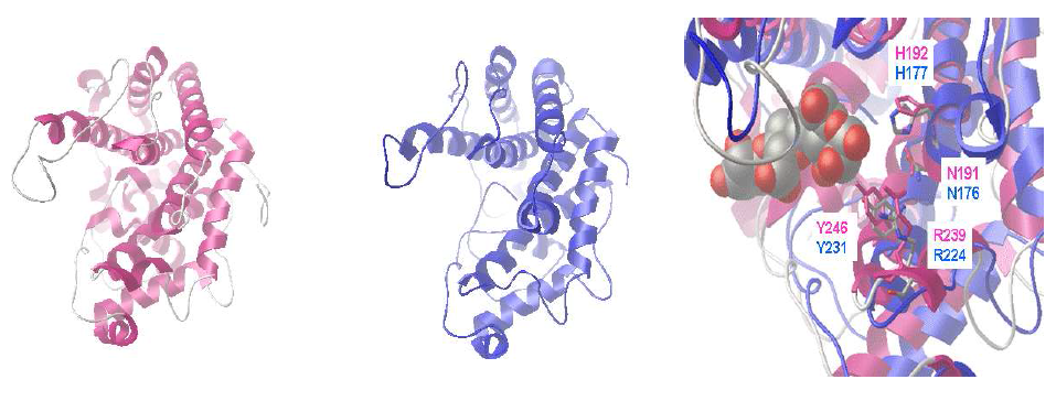 발현시킨 KS408 lyase의 homology modeling. (왼쪽) Sphingomonas sp. A1의 Iii'의 결정구조 (1hv6.pdb, 핑크), (중간) 1hv6.pdb를 주형으로하여 homology modeling ks KS408 lyase (푸른 색), (오른쪽) KS408 lyase (푸른색)의 예측된 활성자리 및 아미노산 잔기)