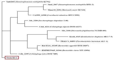 16S rDNA 염기서열을 비교하여 neighbor-joining법으로 phylogenetic tree를 생성한 결과.