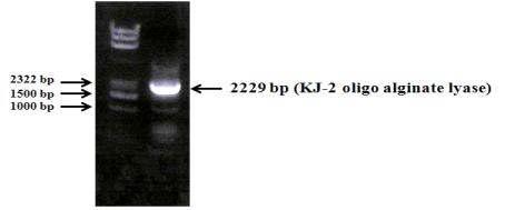 PCR 증폭을 이용한 KJ genomic DNA로부터 얻은 KJ oligoalginate lyase DNA product.