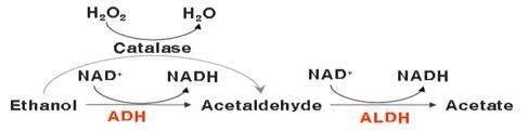 효소에 의한 ethanol 분해 과정
