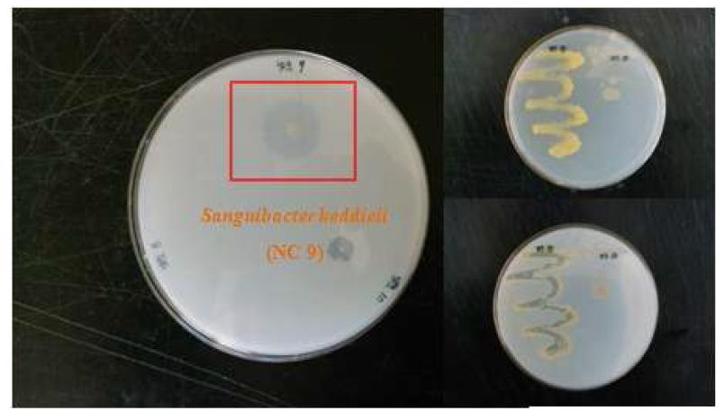 Plate assay 결과