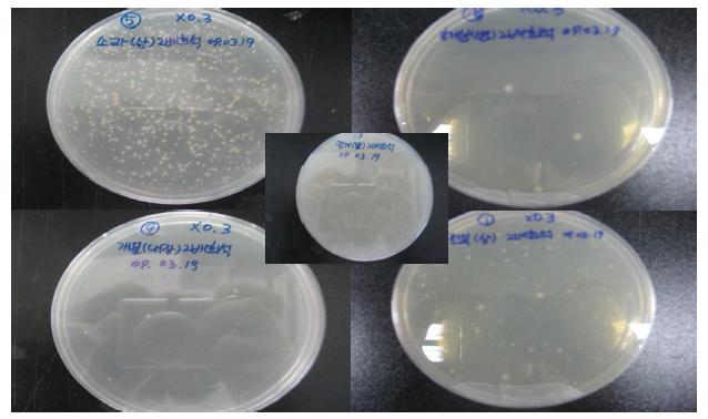 해양 섭식동물로부터 성장한 균주 Screening 결과