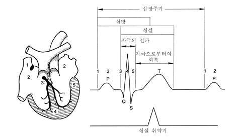 심장주기 동안의 심실취약기의 발생