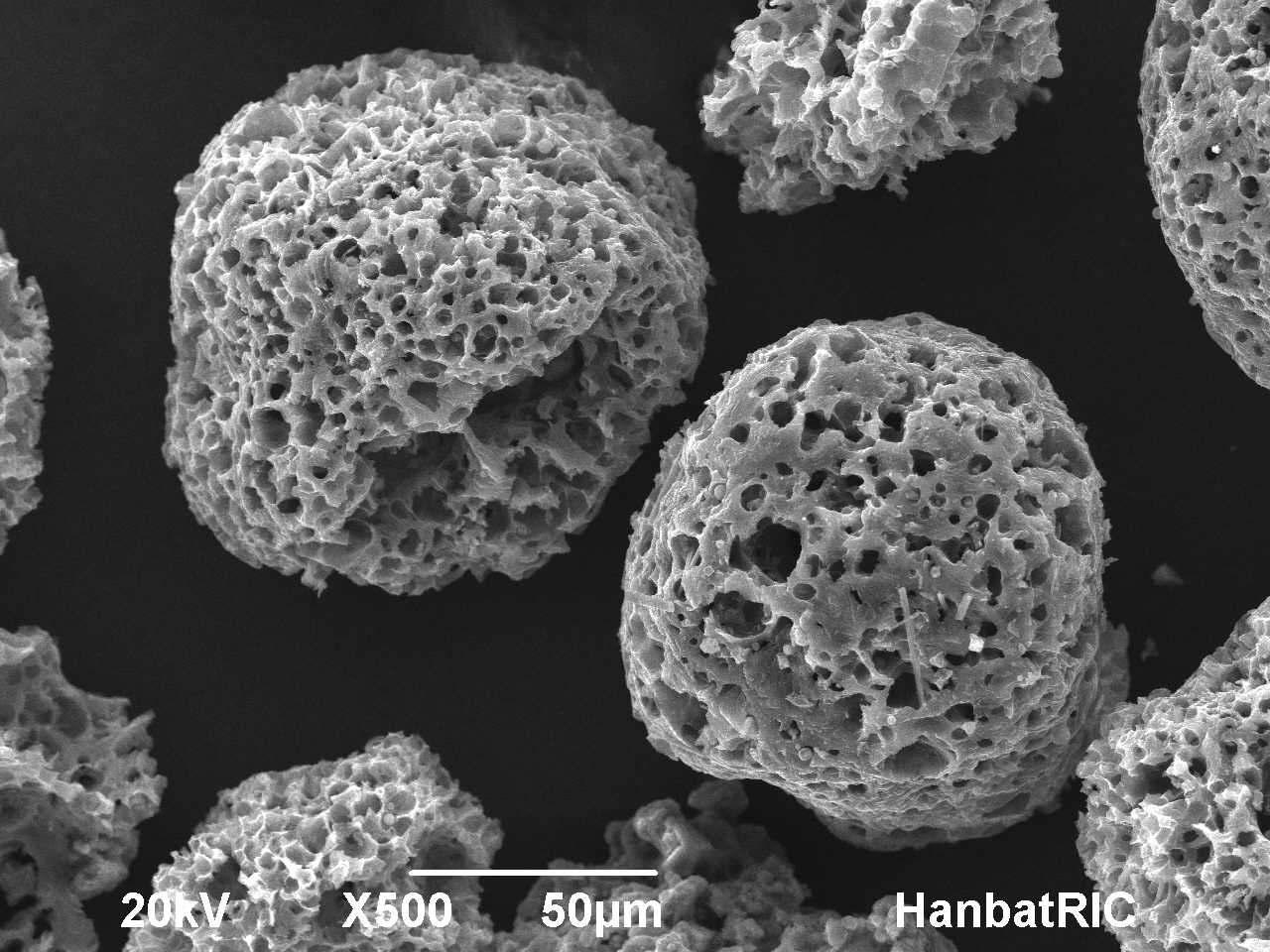 SEM image of the fly ash