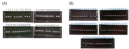 Btendo-(A),exo-type(B)chitinase의 PCR산물.