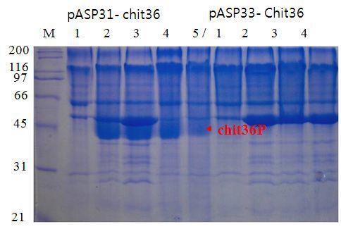 Signal peptide에 따른 Chit36P 발현량 비교.