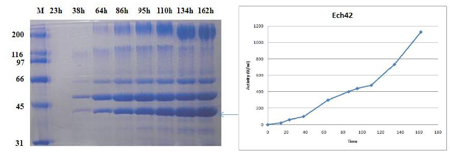 최적 배지 조성에서 33Ech46을 포함한 형질전환체의 2L발효 상등액의 SDS-PAGE분석 및 Ech42활성 확인.