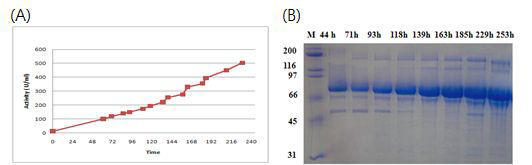 950rpm,M1media발효조건에서 21Nag1-10을 포함한 형질전환체 발효 배양 상등액 분석.