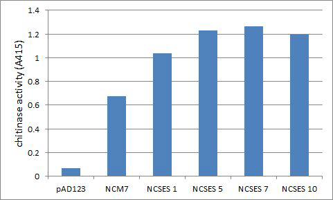 효소유전자를 포함하지 않은 벡터 (pAD123),shuffling하기 전 효소유전자 (NCM7)및 shuffling된 변이체 유전자를 포함한 균주의 배양상등액의 chitinase활성 측정.