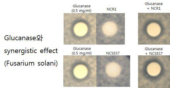 Fusarium solani에 대해 Glucanase와 Btchitinase의 항진균 활성의 시너지 효과.