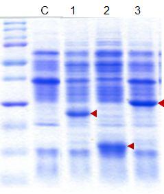 Bacilus에서 tobacco유래 PRproteins의 과발현을 SDS-PAGE를 이용하여 검정.