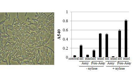 poxB-amyE 융합 유전자가 도입된 대장균에 대한 광학현미경 사진(A)및 아밀라아제 효소 활성을 측정한 그래프이다(B).