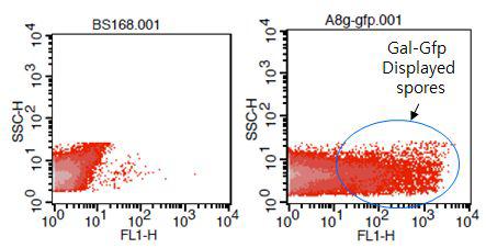 Gal-Gfp의 포자 표면발현을 Flow cytometer로 분석한 그림.