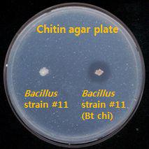 식물생장 효과가 우수한 Bacilus#11균주에서 Btchitinase의 과발현을 키틴 아가배지에서 측정한 그림.