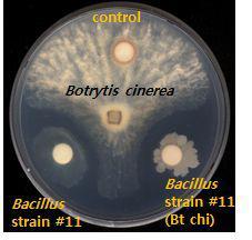 Bt chitinase가 도입된 Bacilus strain#11의 항진균활성 검정.