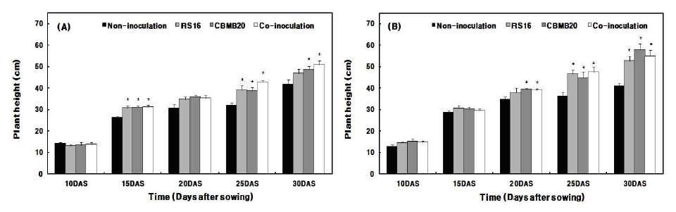 Effect of B. iodinum RS16 and M. oryzae CBMB20 inoculation and co-inoculation on plant height of maize with 70% (A) and 100% (B) levels of fertilizer amendment