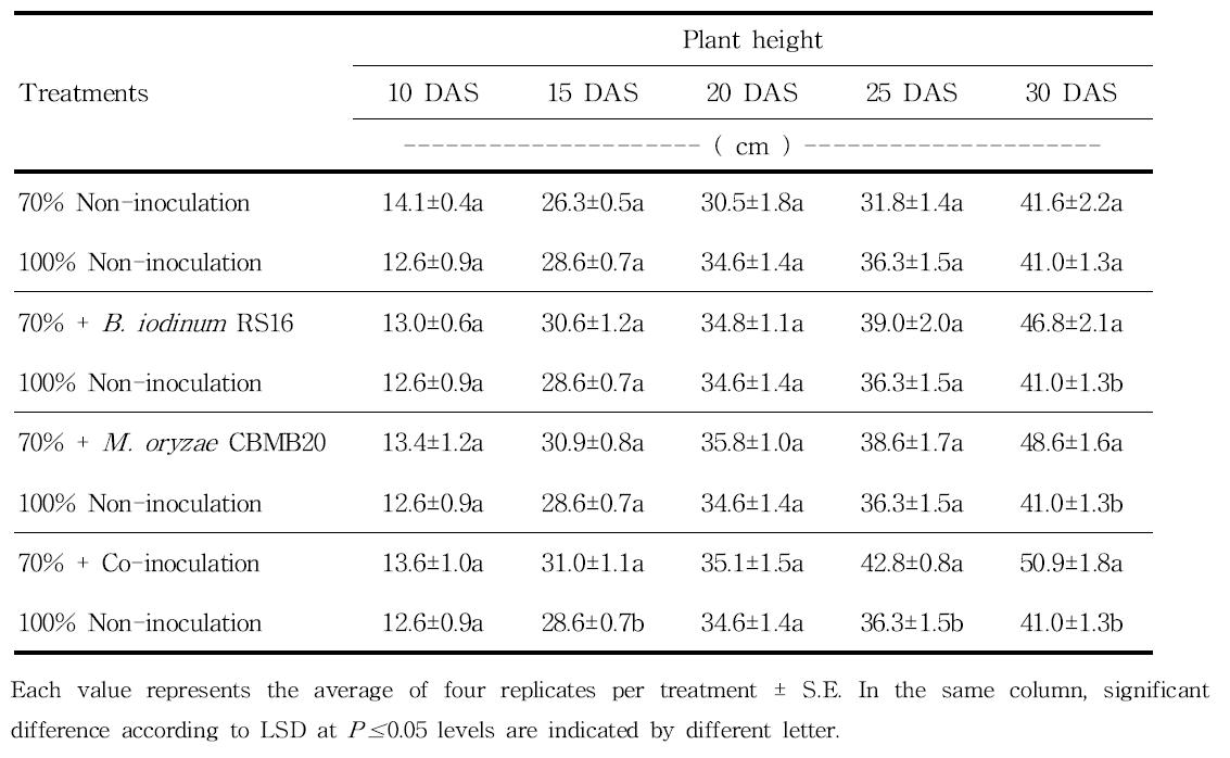 Comparition of maize plant height in all treatment of 70% fertilizer level with non-inoculated treatment of 100% fertilizer
