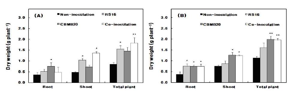 Effect of B. iodinum RS16 and M. oryzae CBMB20 inoculation and co-inoculation on dry biomass of maize with 70% (A) and 100% (B) levels of fertilizer amendment