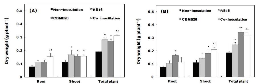 Effect of B. iodinum RS16 and M. oryzae CBMB20 inoculation and co-inoculation on dry biomass of sorghum-sudangrass hybrid with 70% (A) and 100% (B) levels of fertilizer amendment