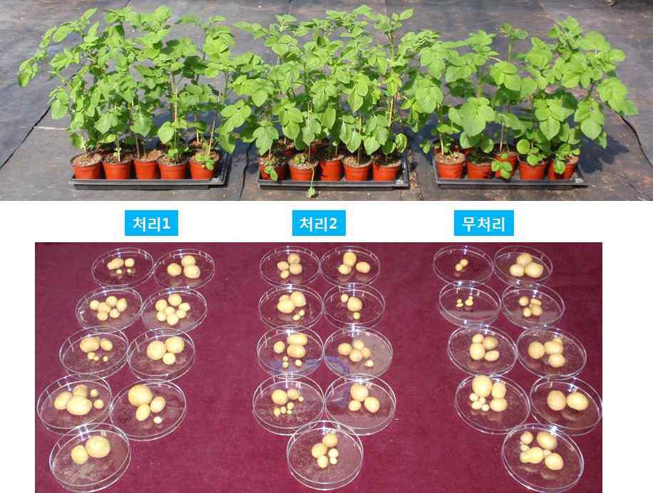 인공씨감자 파종 42일 후 지상부 생장 및 감자 수확량 조사