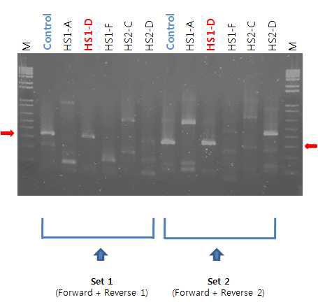 PCR에 의한 NifH 유전자의 검출, 빨간색 화살표의 bp에 해당하는 각 Primer Set의Amplicon이 NifH 유전자로부터 증폭된 것임