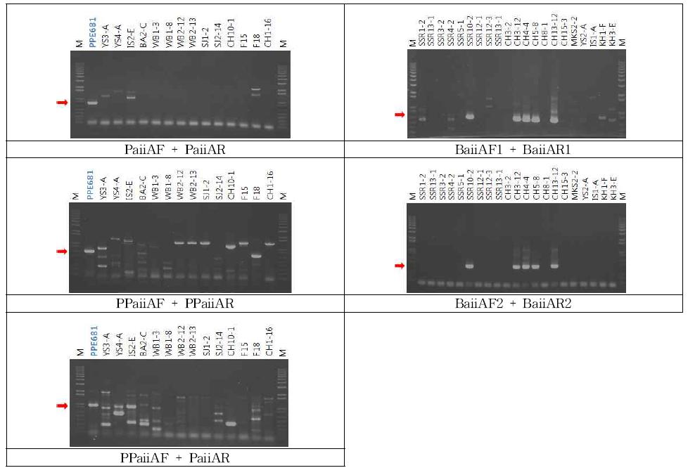 PCR에 의한 aiiA 유전자의 검출, 빨간색 화살표의 bp에 해당하는 각 Primer Set의Amplicon이 aiiA 유전자로부터 증폭된 것임