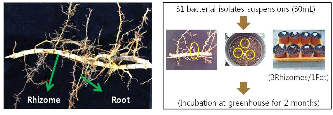 억새 뿌리로부터 rhizome 분리 방법 및 미생물처리 생육촉진 효과 포트실험