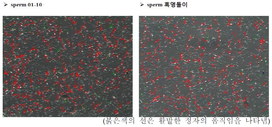 체세포 공여 소 (01-10, 왼쪽)와 복제소 흑영돌이 (오른쪽)의 정자 운동 상태