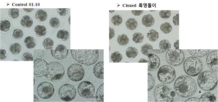 복제소 흑영돌이로부터 체외 생산된 배양 2일 체외수정란과 배양 8일 째 배반포배