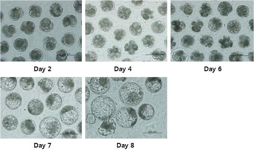 흑올돌이 정액을 이용한 체외수정으로 발달된 배아