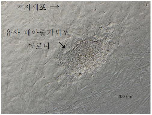 지지세포를 이용한 소 유사배아줄기세포주 확립