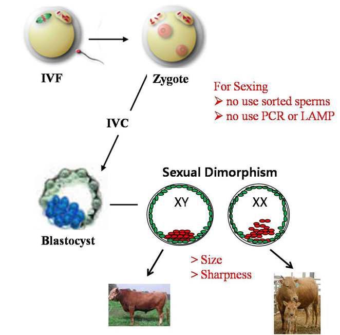 A accurate method for sexing the bovine embryo using sexual dimorphism.