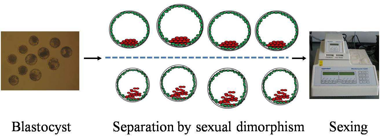 Verification of sexing by PCR technique with bovine blastocysts separated using sexual dimorphism.