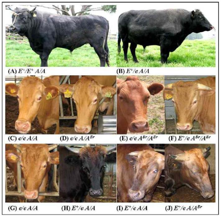 제주흑우, 한우, 두 품종간 교배 F1자손의 모색과 MC1R, ASIP 유전자형의 조합