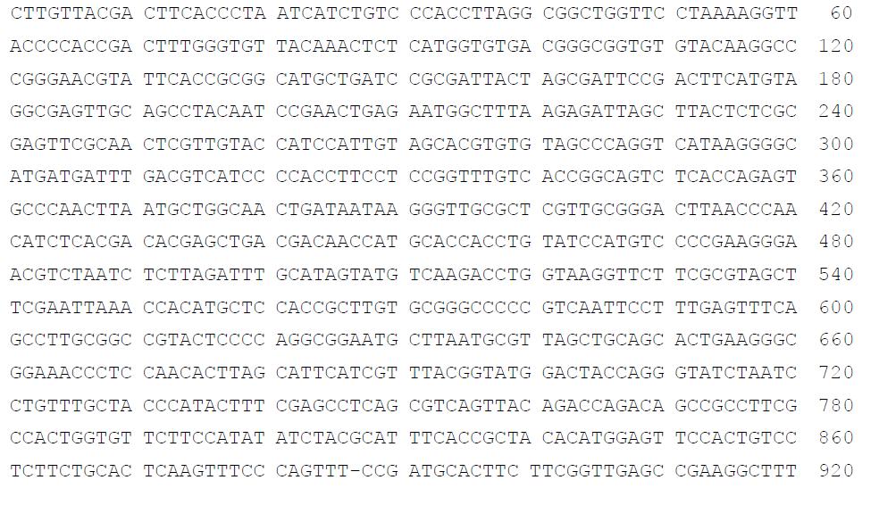 DSB05 strain의 16S rRNA gene sequences